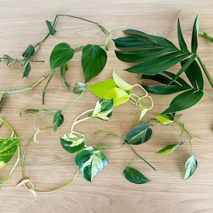 Indoor Plant Cuttings Bundle – Up to 12 Varieties – Posting to Vic, NSW, SA, ACT & Qld Only
