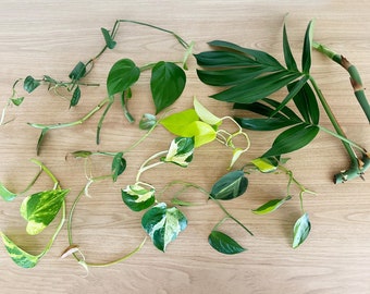 Indoor Plant Cuttings Bundle – Up to 12 Varieties – Posting to Vic, NSW, SA, ACT & Qld Only