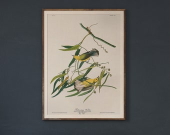 Prothonotary Warbler - Plate 3 Audubon Birds of North America       , Vintage Bird Art, Coastal Bird Art, Bird Wall Decor, Audobon