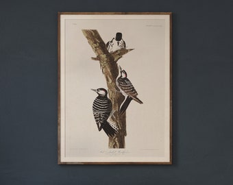 Red Cockaded Woodpecker - Plate 389 Audubon Birds of North America  , Vintage Bird Art, Coastal Bird Art, Bird Wall Decor, Audobon