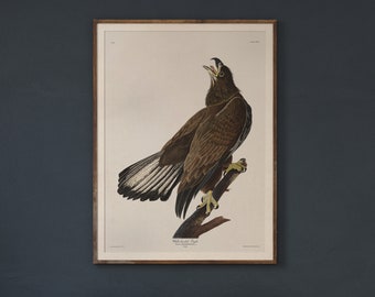 White Headed Eagle - Plate 126 Audubon Birds of North America        , Vintage Bird Art, Coastal Bird Art, Bird Wall Decor, Audobon