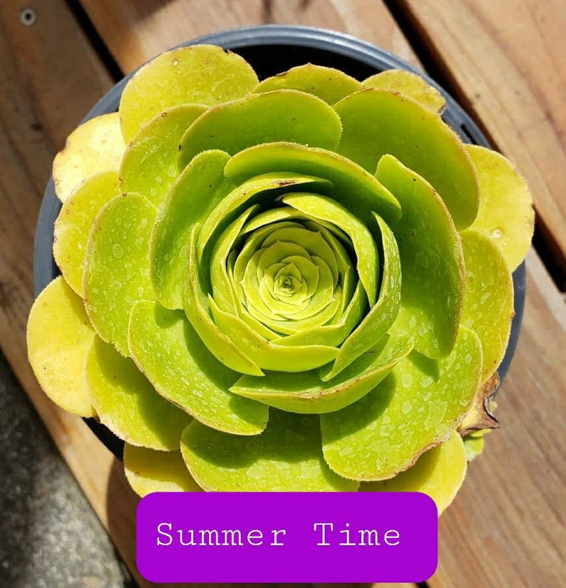 Aeonium Pseudotabuliforme