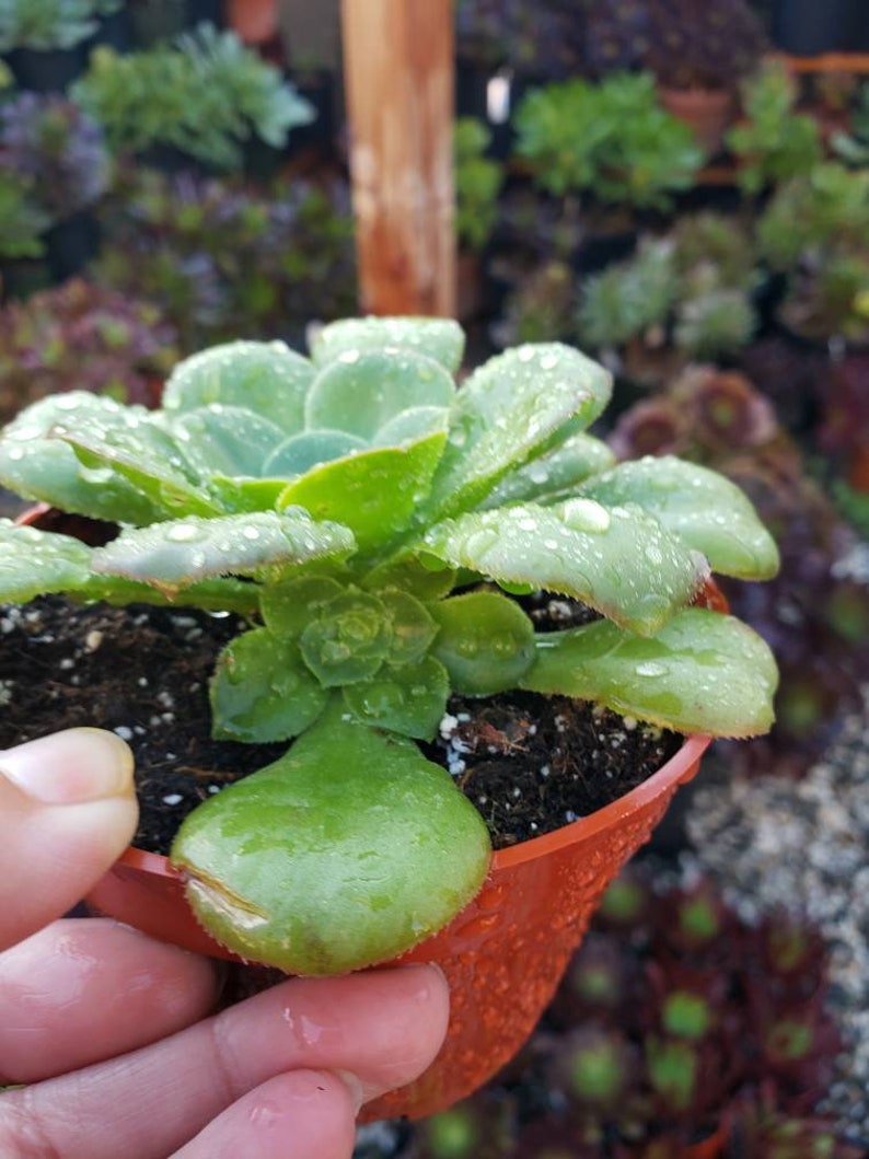 Aeonium Pseudotabuliforme