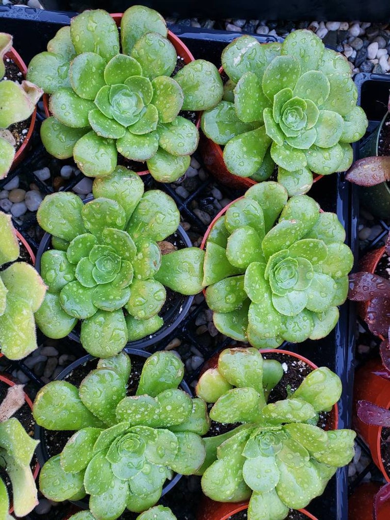 Aeonium Pseudotabuliforme