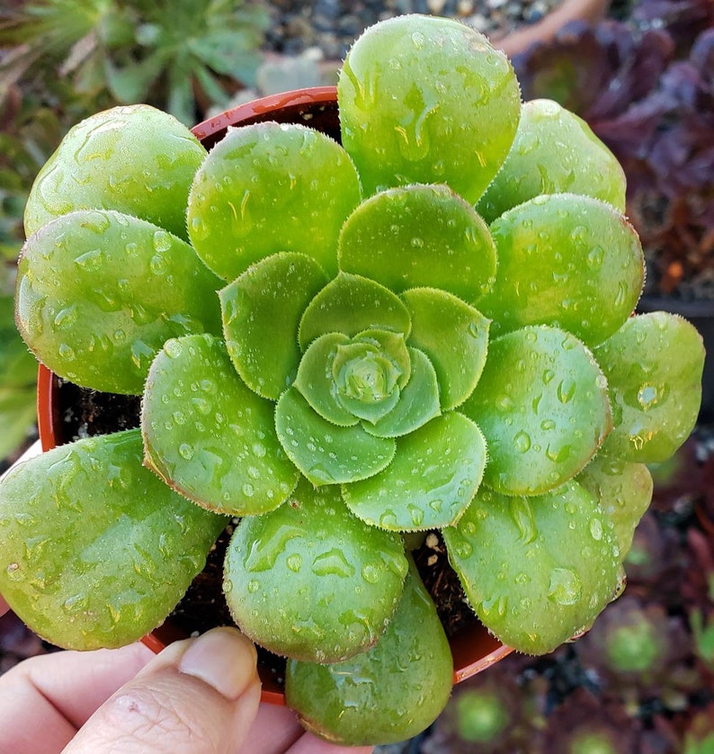 Aeonium Pseudotabuliforme