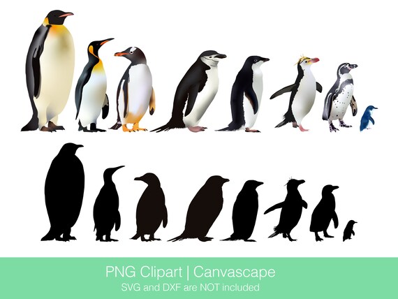 Penguin Sliding On Belly Clipart
