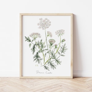 Queen Anne's Lace Watercolor Painting, White Simple Flower Bouquet with Latin name Naturalist Print 8x10 and 11x14 Giclée by Leela Ann Art