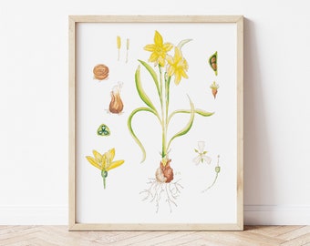 Daffodil Flowers March Birth Flower Print Naturalist Print, Watercolor Painting 8x10 11x14 Giclée Art Print, Floral Home Decor