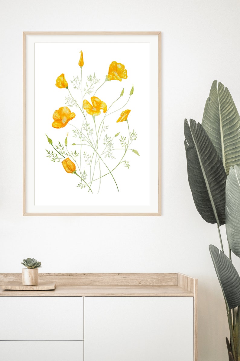 May include: A framed botanical illustration of a bunch of yellow California poppies with green stems and leaves on a white background.