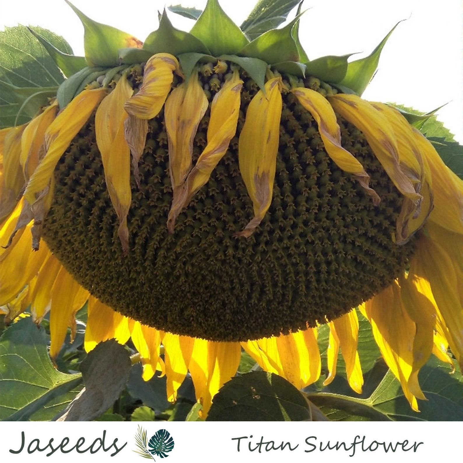 Giant Titan Sunflower Seeds Garden Planting Flower Seeds Etsy