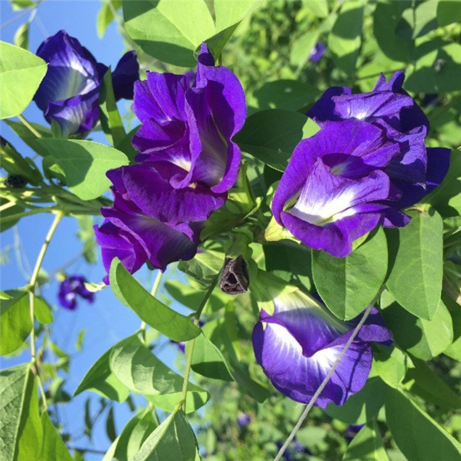 Butterfly Pea Seed Plant Vibrant Rich Blue Flower Seeds Etsy