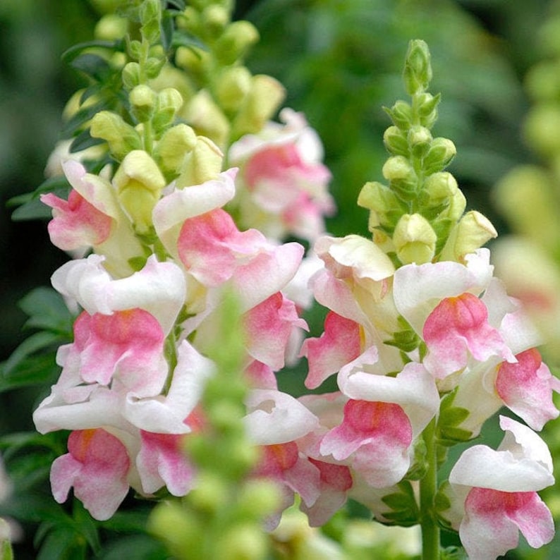 Snapdragons Mix Seed Pods Plant Vibrant Rich Blue Flower Seeds Etsy