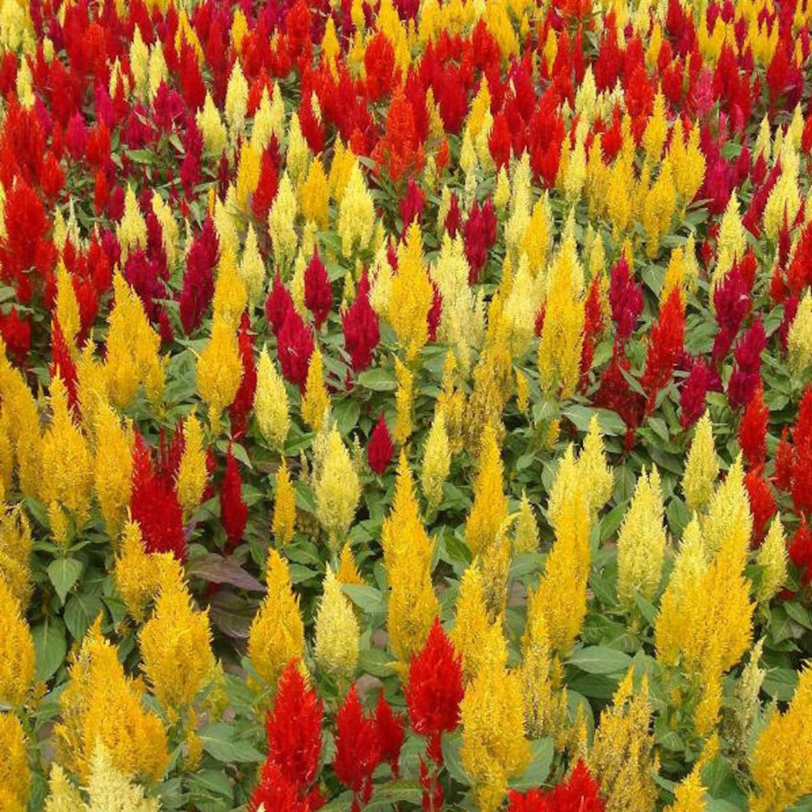 Mix Celosia Plumosa 12 Inches Plumed Castle Series Etsy