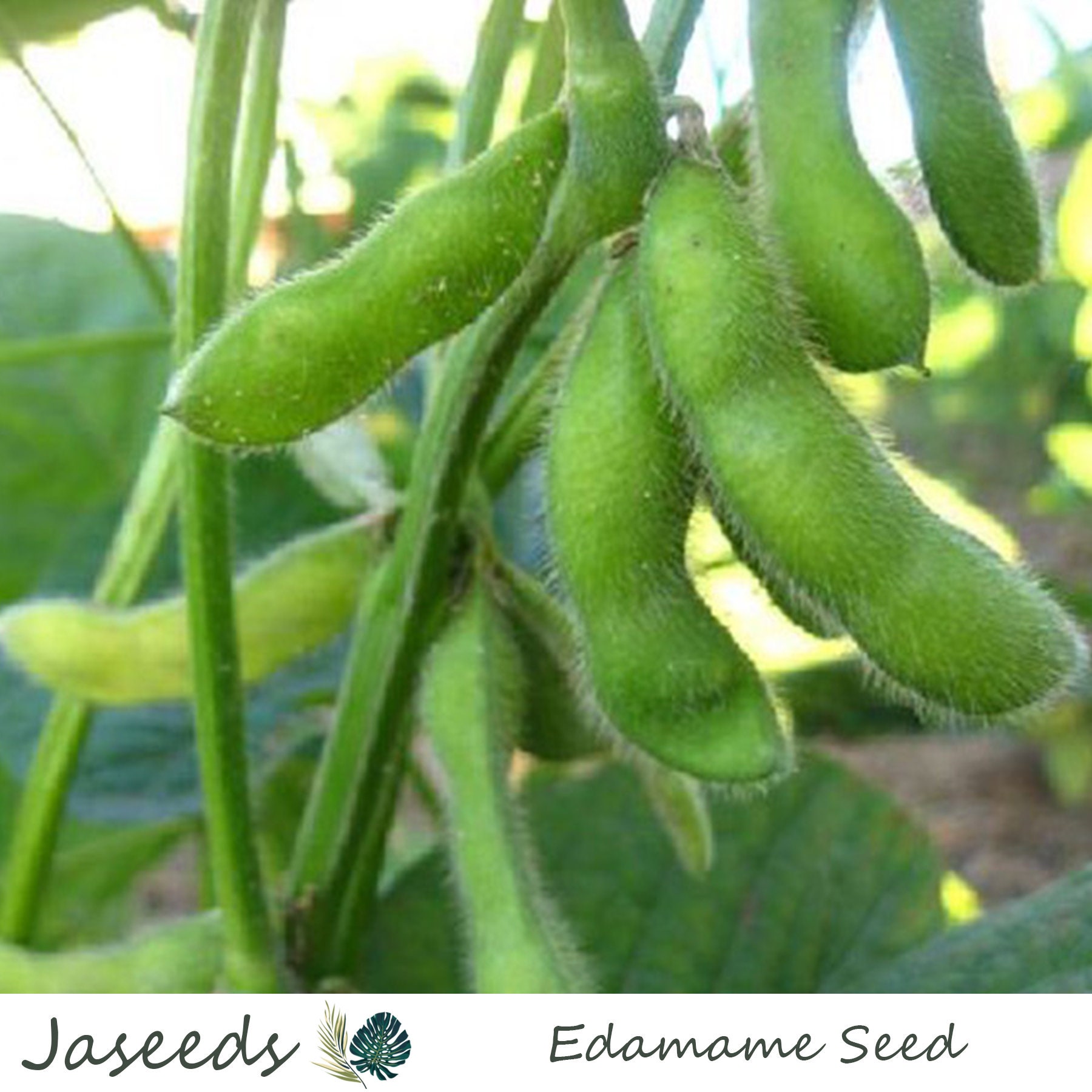 Edamame seeds to plant