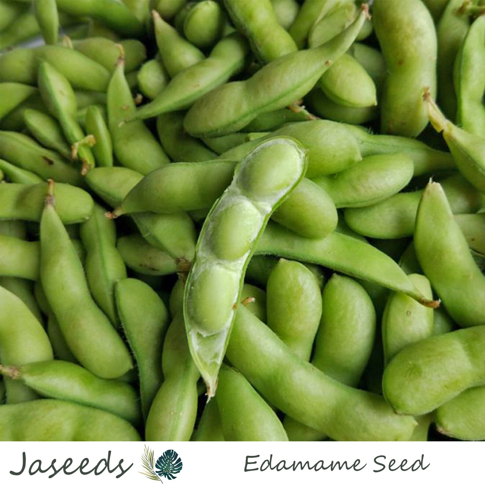 Giant Edamame Seeds Heirloom NonGMO Garden Planting Seeds Etsy