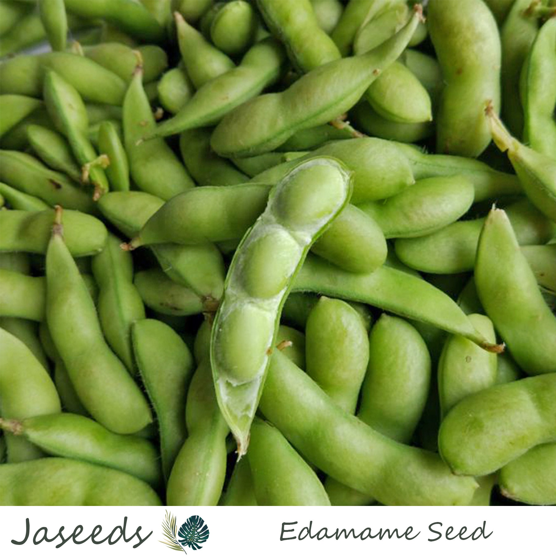 Edamame seeds to plant