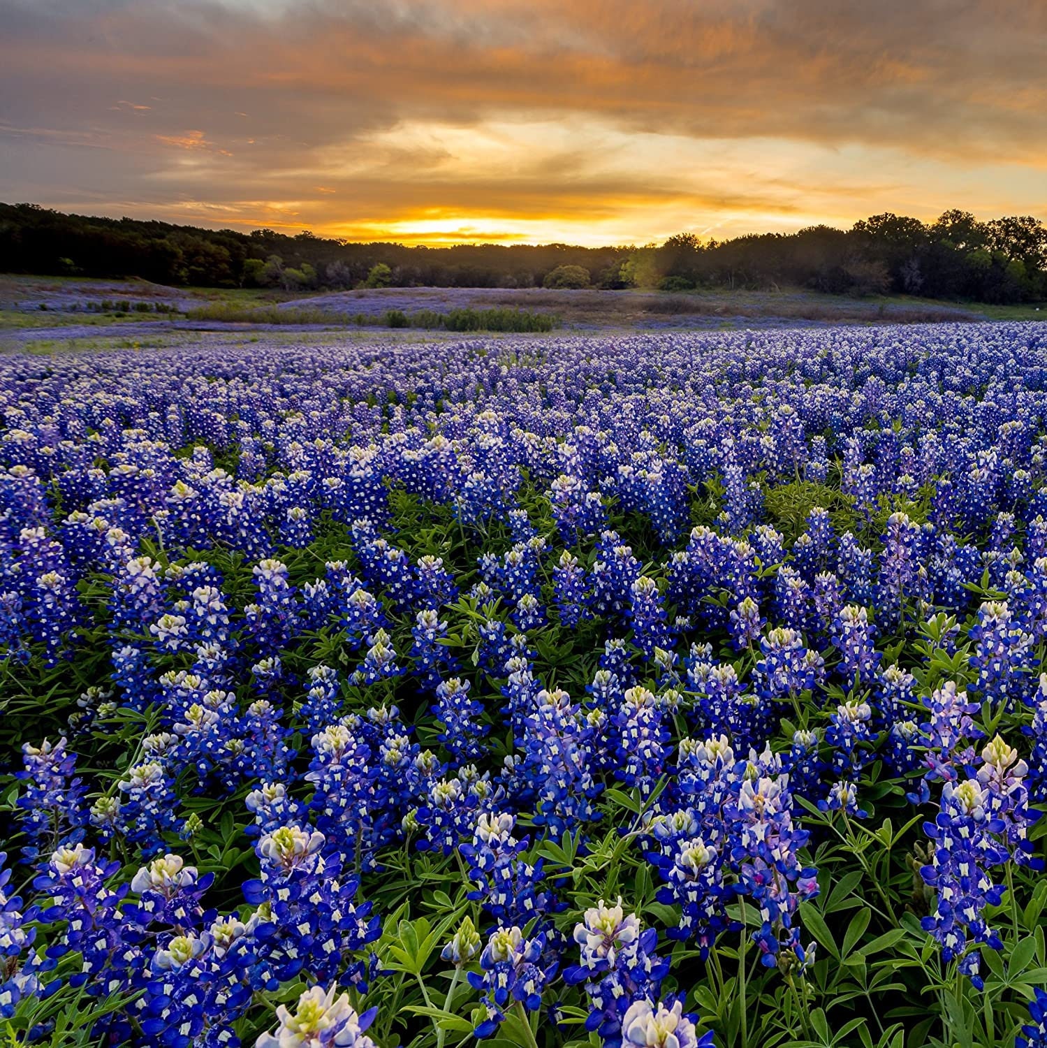 purple flowers in texas purple flowers in texas