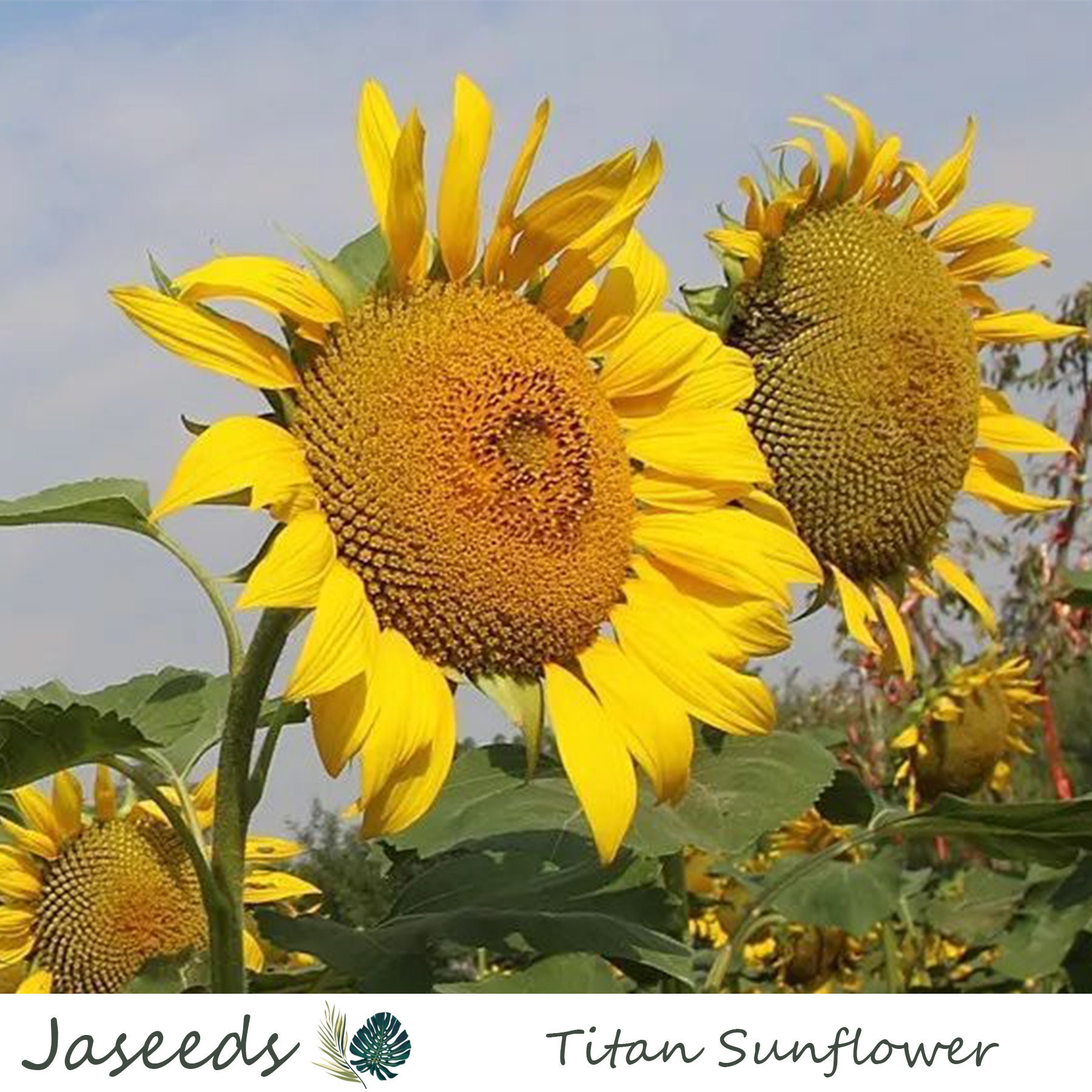 Giant Titan Sunflower Seeds Garden Planting Flower Seeds Etsy
