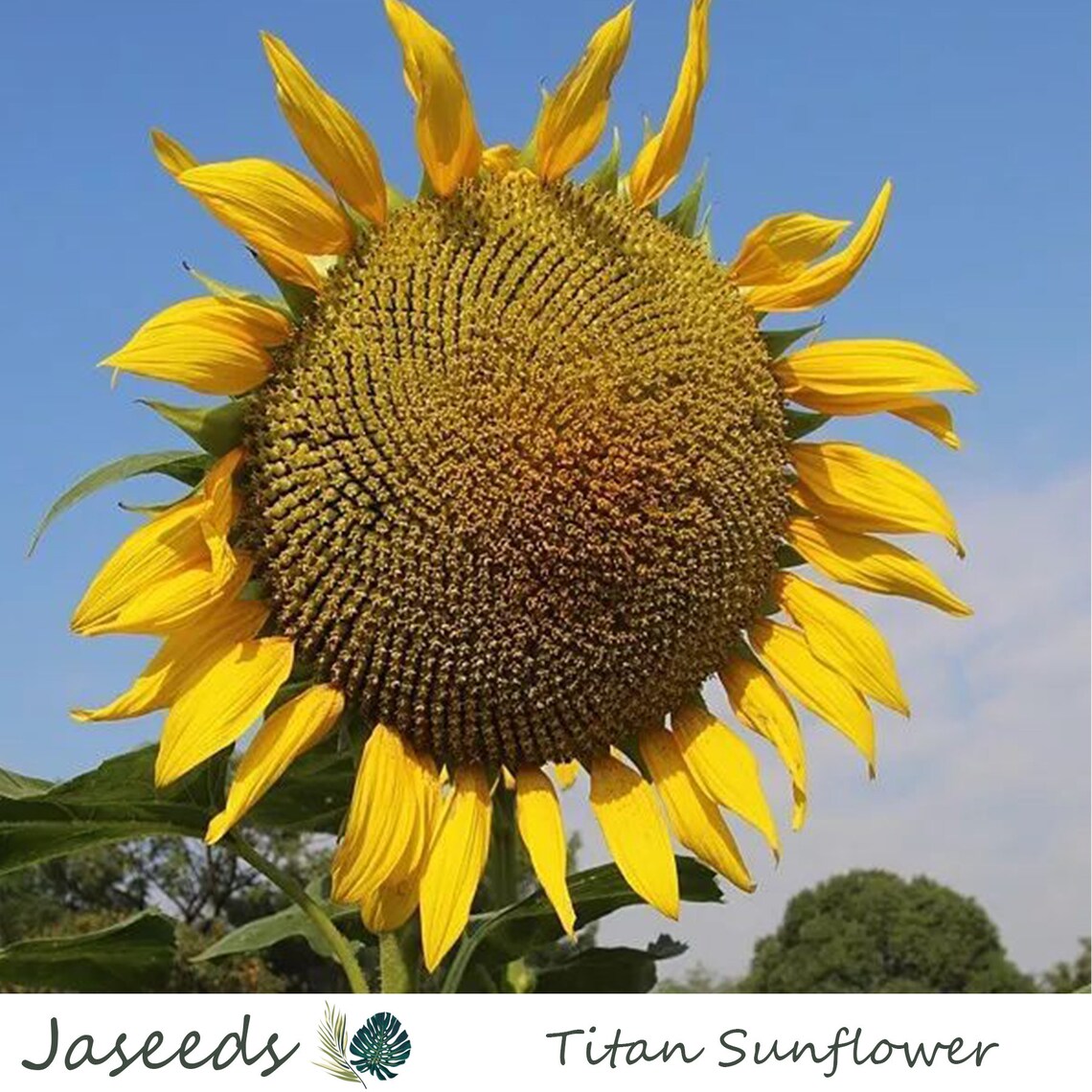 Giant Titan Sunflower Seeds Garden Planting Flower Seeds Etsy