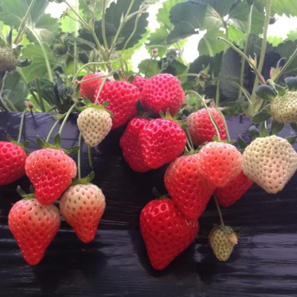 Strawberry Seeds Berries Galore Hybrid White Etsy