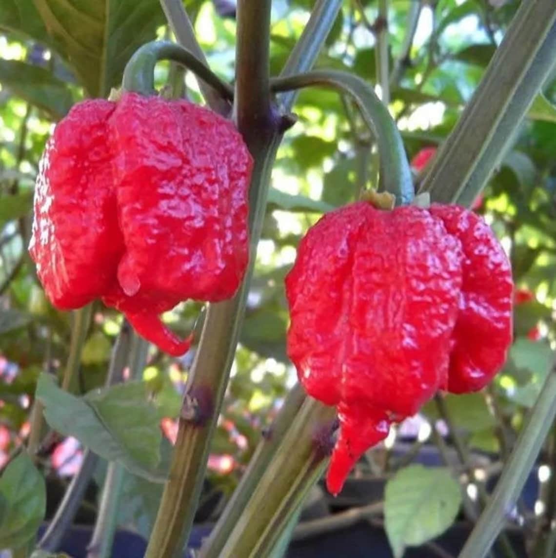 south carolina reaper pepper south carolina reaper pepper