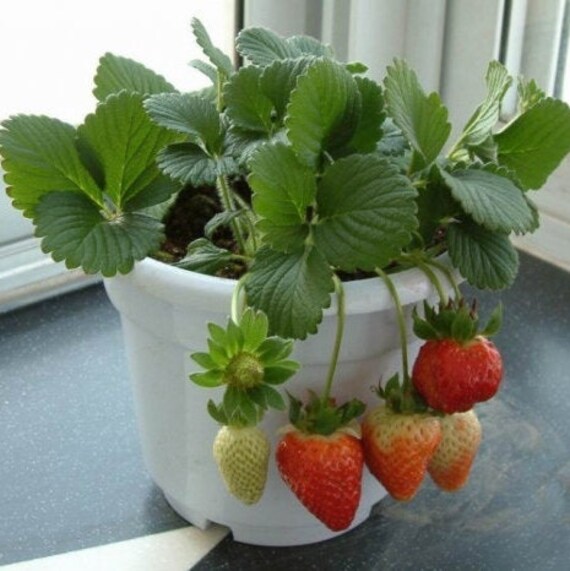 Strawberry Seeds Berries Galore Hybrid White Etsy