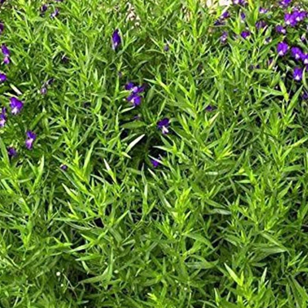 Russian Tarragon Non GMO Herb Plant Flower Seeds Etsy