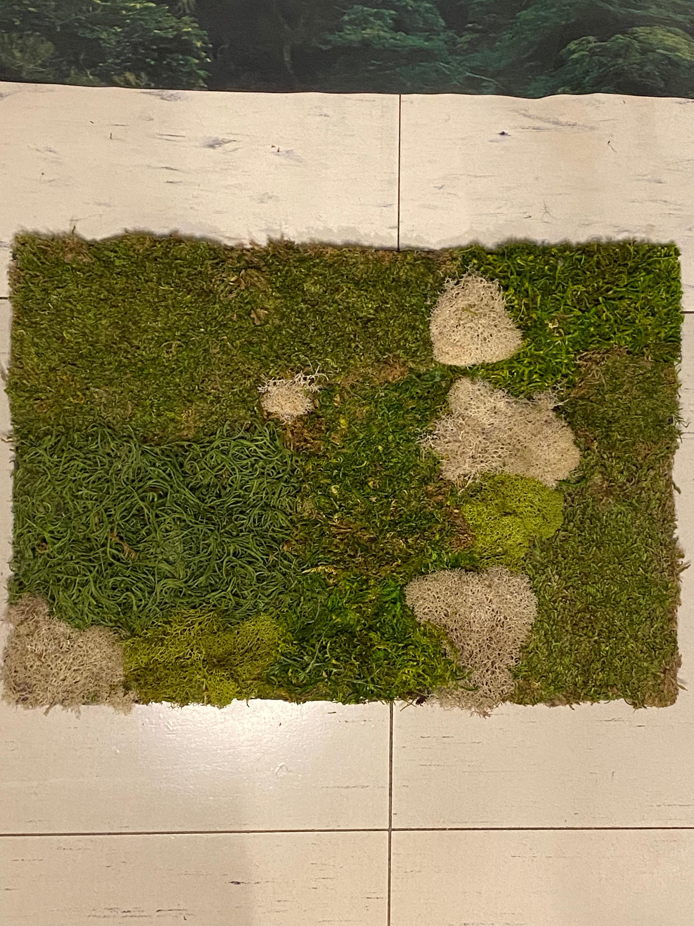Preserved Moss Mat Etsy