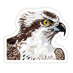 May include: A close-up illustration of an osprey's head and neck. The osprey has brown and white feathers, a yellow eye, and a dark beak.
