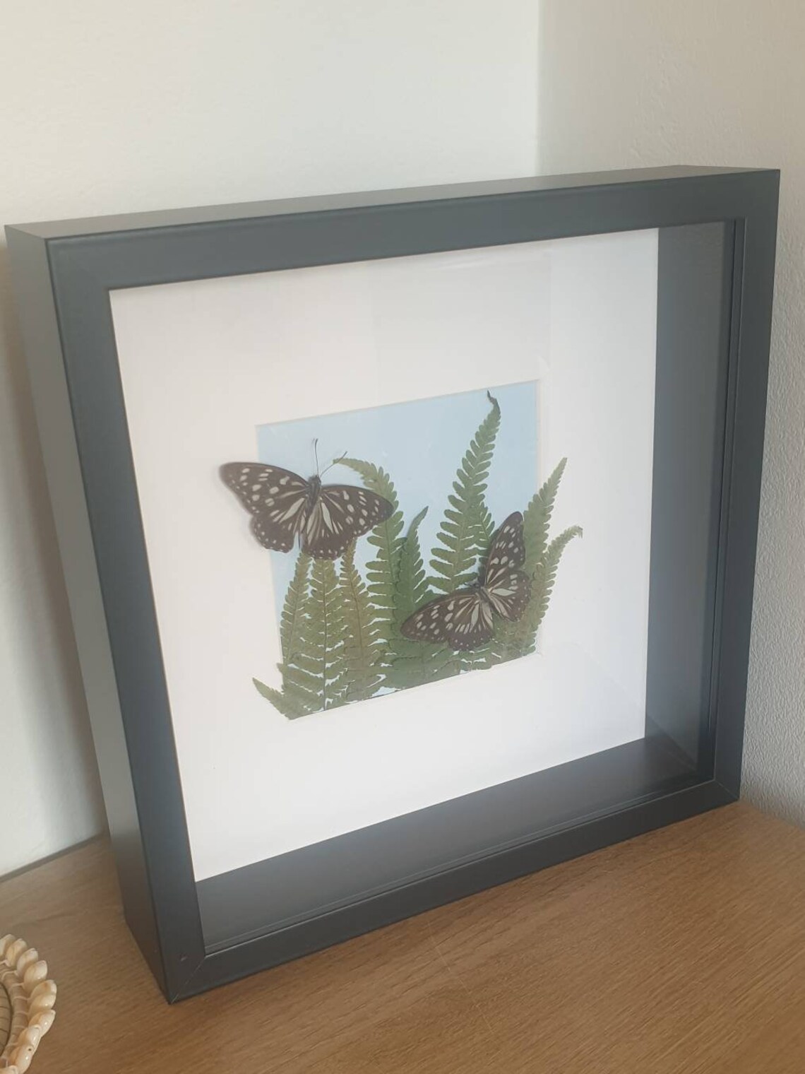 Butterfly taxidermy frame Etsy