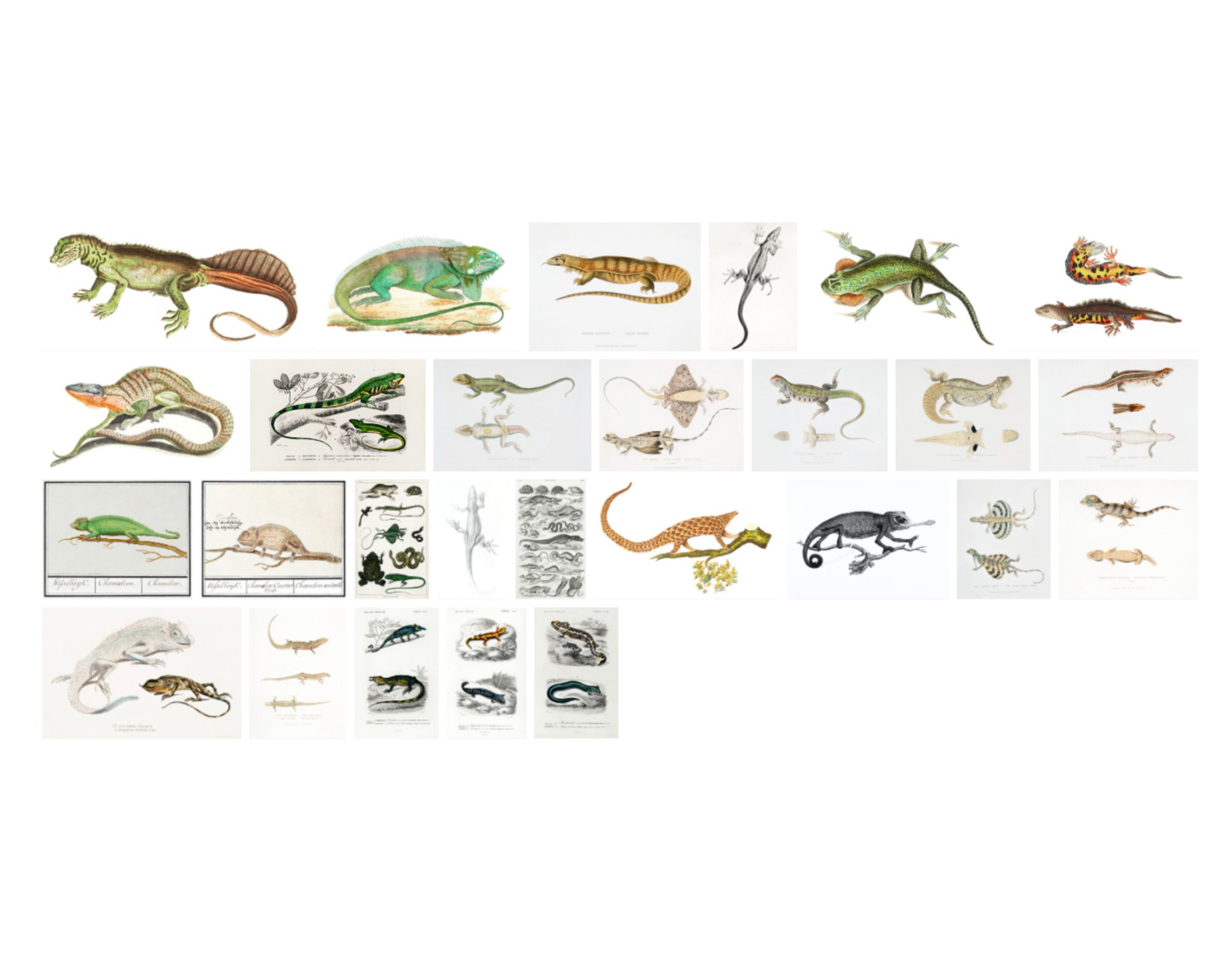 Lizard Illustrations 24 High Resolution Printable Images | Etsy