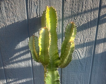 Glorious African Euphorbia Ingens Cactus Cutting Drought Tolerant Dramatic Euphorbia Candelabra Tree