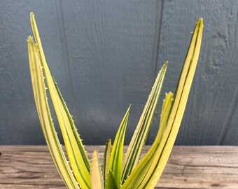 9” tall variegated Aloe Hercules larger tree aloe Aloe barberae and Dichotoma seed grown specimen