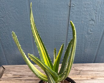 9” tall variegated Aloe Hercules larger tree aloe Aloe barberae and Dichotoma seed grown specimen