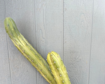 38” tall Mytillocactus Geometriza - Blue Candle/Blue Myrtle/Blue Flame/Bilberry Cactus