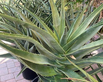aloe vera gegen pickel im intimbereich Intimöl – Natürliche Pflege für den Intimbereich – Nature Nation main image 0