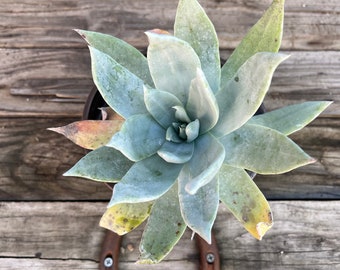 Dudleya brittonii Chalk succulent