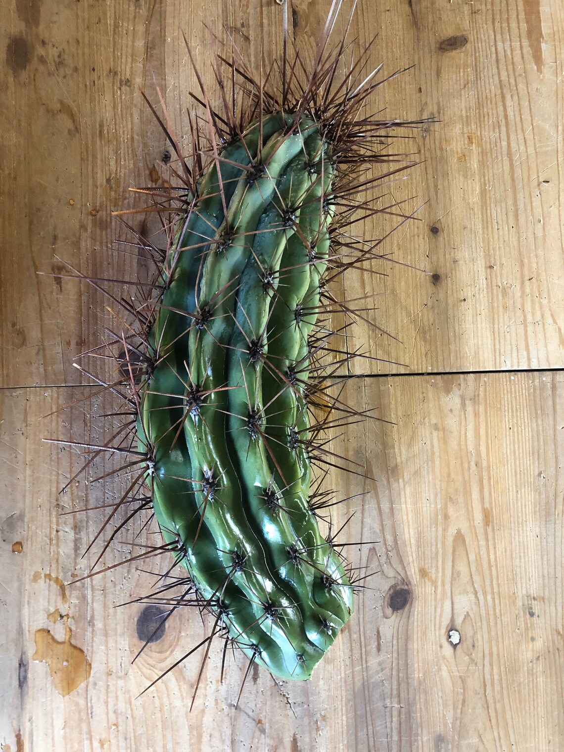 Stetsonia coryne the toothpick cactus Amazing Night blooming Etsy