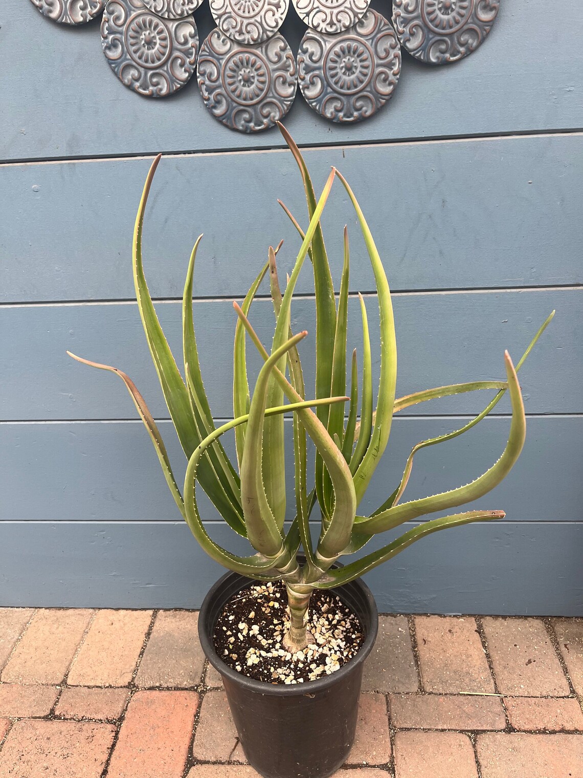 2 Head Rare Large Aloe Tongaensis Medusa South Africa Etsy