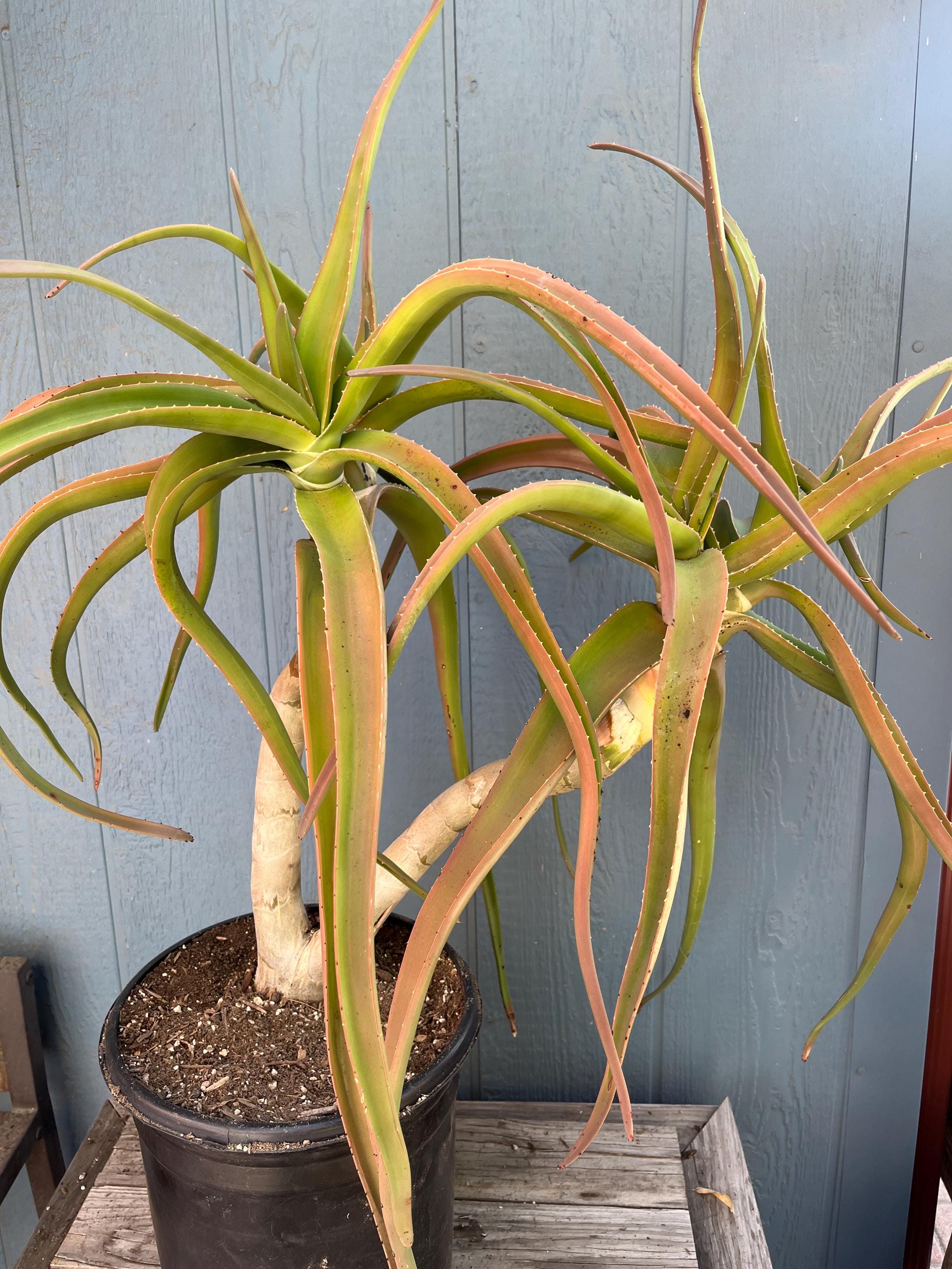 X-large 4 Head Rare Large Aloe Tongaensis Medusa South Africa