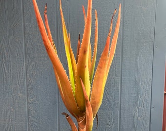 XL Aloe Barberae, specimen Aloe Bainesii, rose-pink flowers, Africa's largest aloe, tree aloe , South African tree