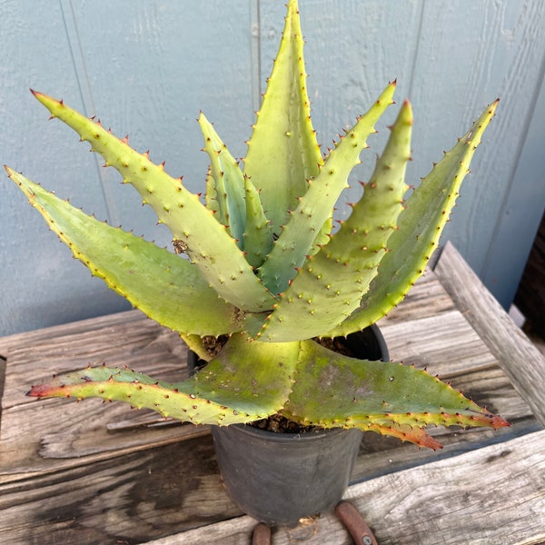 Aloe Marlothii|Colorful Aloe mountain South African aloe