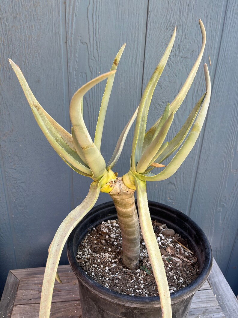 16 tall 2 head Aloe dichotoma South African quiver tree Aloidendron dichotomum succulent image 1