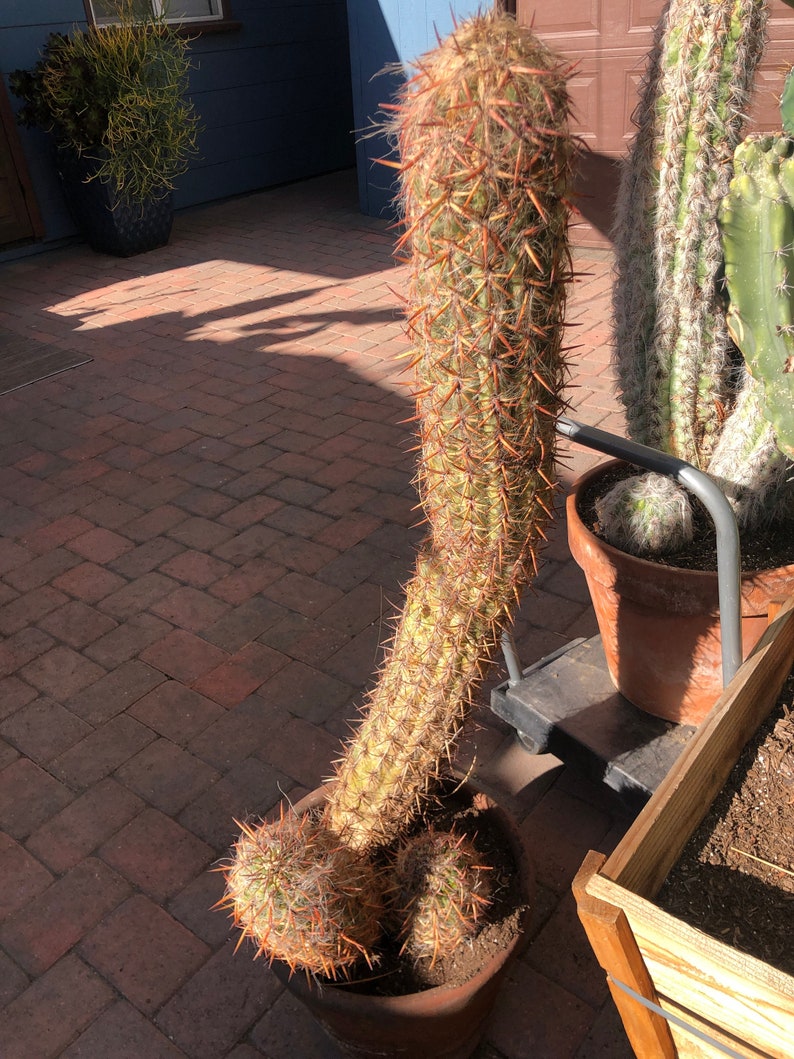 36 tall cutting from of 22yr large Oreocereus Celsianus Old Man of the Andes Cactus RARE Xtra Large Specimen Red Spines White Hair image 1