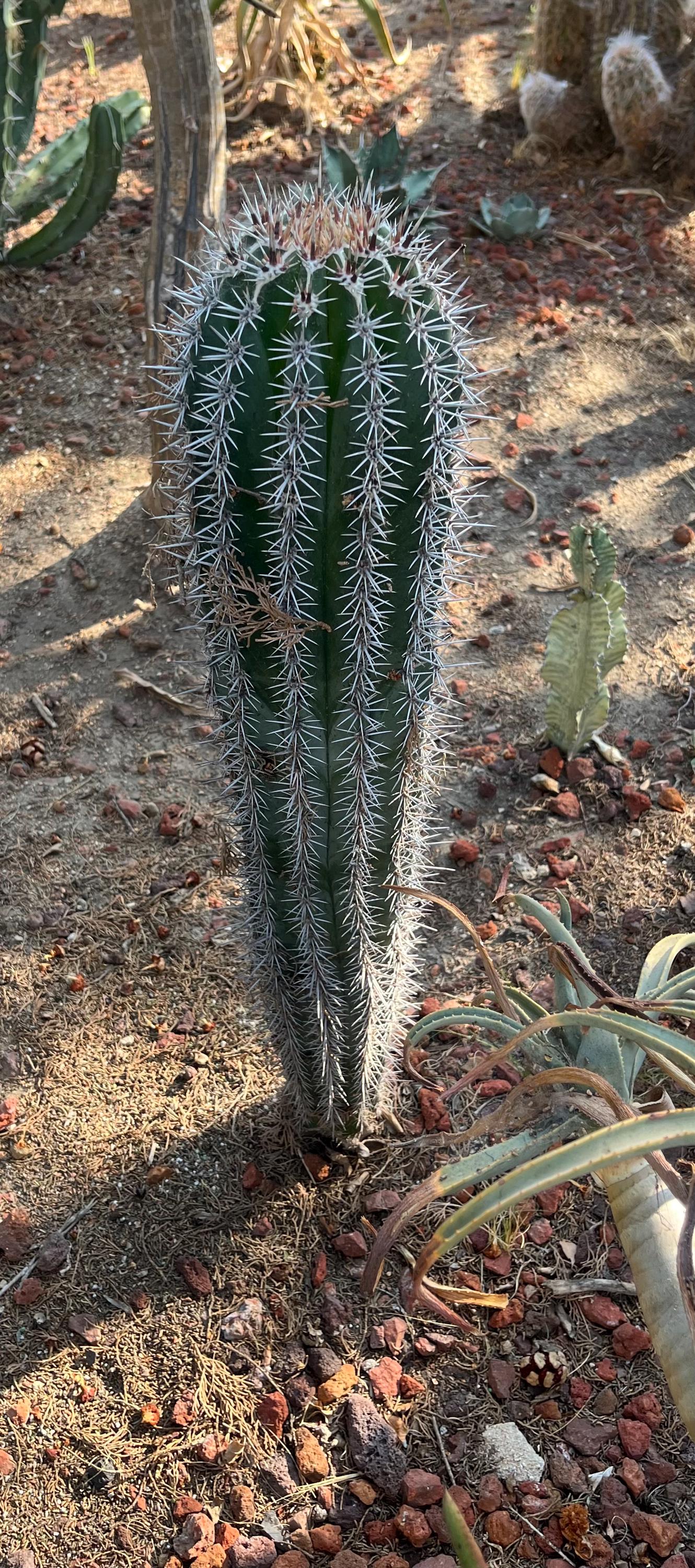 where can i buy a cactus near me African Cathedral Cactus - Euphorbia heterochroma main image 1