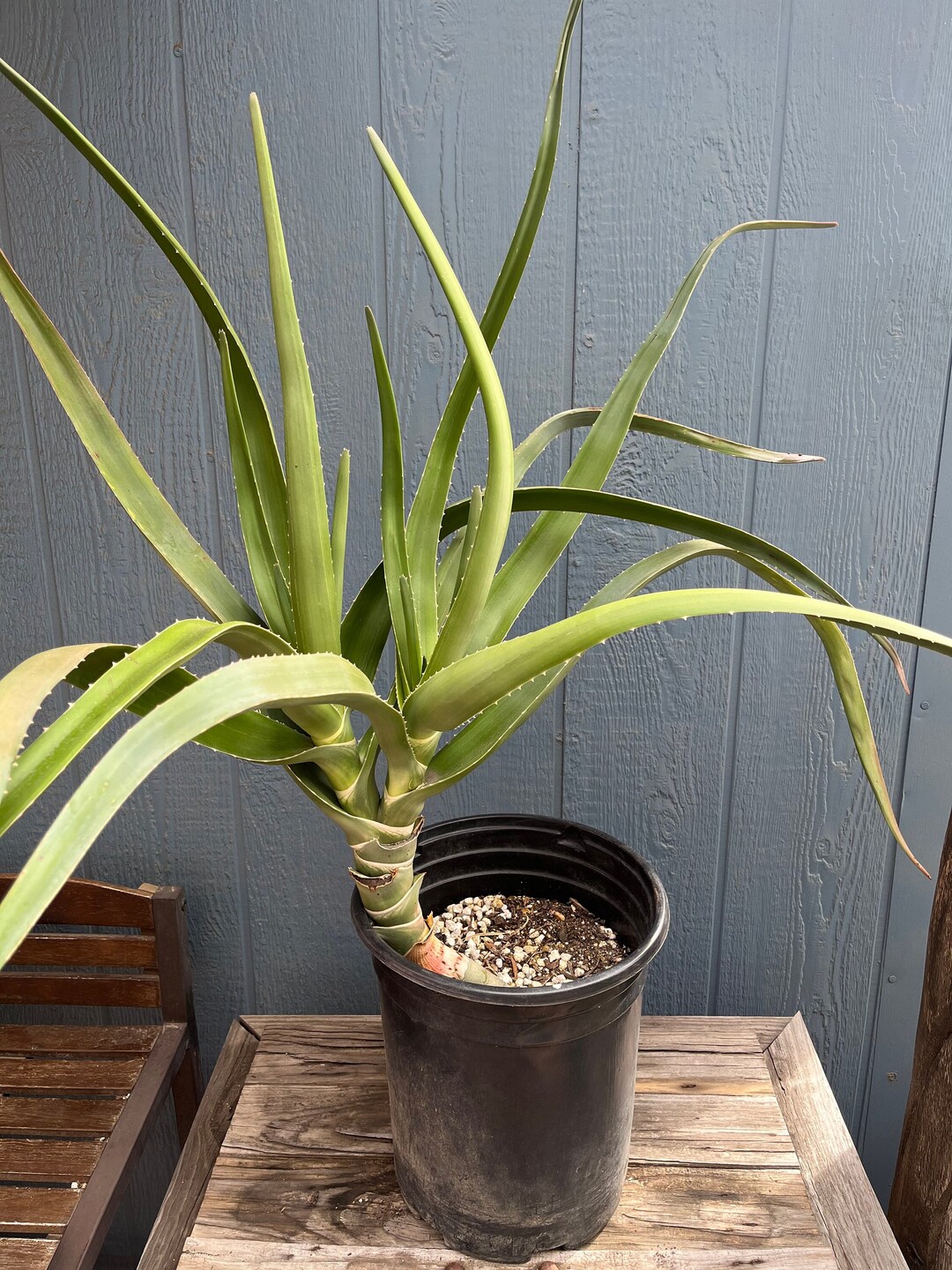 2 Head Rare Large Aloe Tongaensis Medusa South Africa Mozambique Tree Aloe Etsy