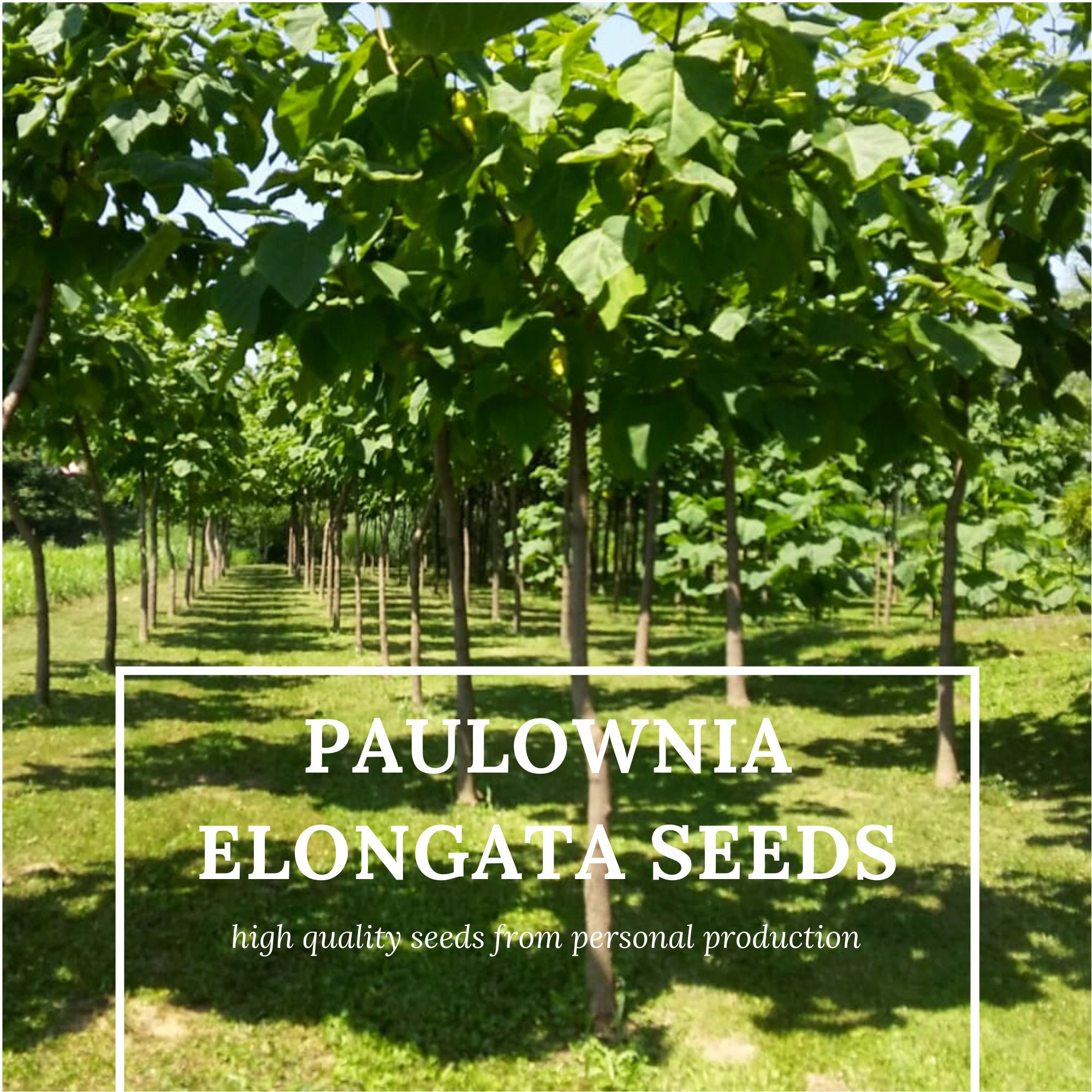 Paulownia tomentosa Royal Empress Tree, Princess Tree 5,000 seeds