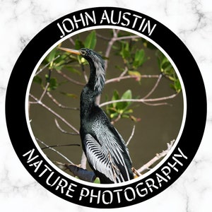 Peut inclure: Logo noir et blanc avec le texte "JOHN AUSTIN NATURE PHOTOGRAPHY" dans un cercle. Le logo représente un oiseau noir et blanc au long cou et au bec jaune perché sur une branche.