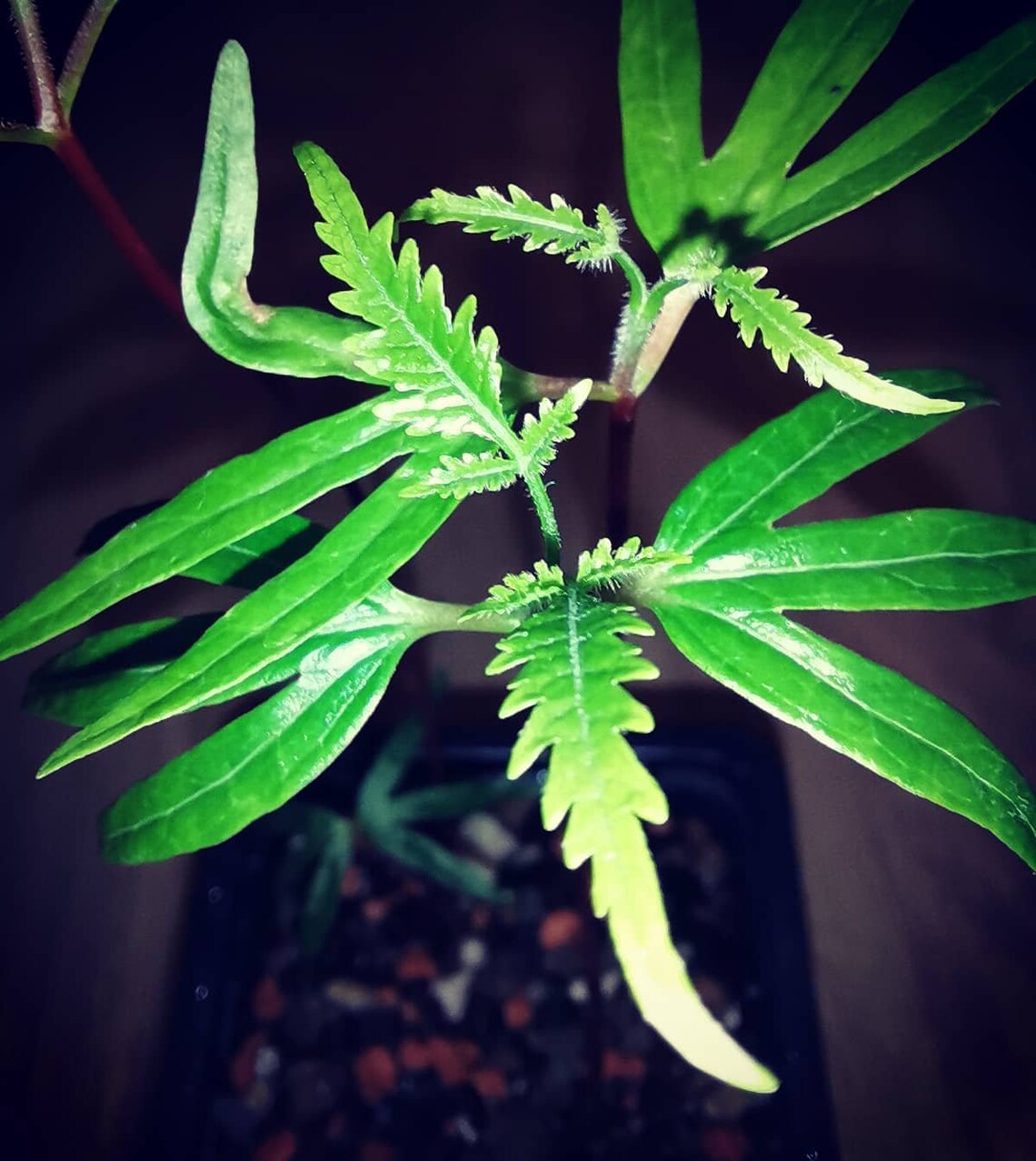 Bursera graveolens seeds Palo Santo Tree fresh seeds from