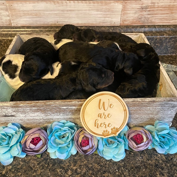 Dog Breeder Gift 60+ Gift Ideas for 2024